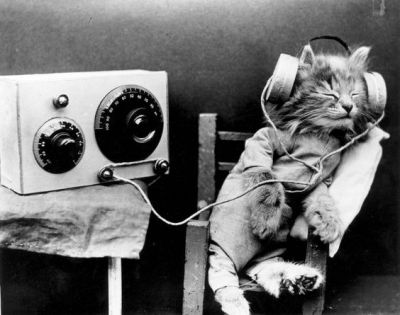chat avec des écouteurs