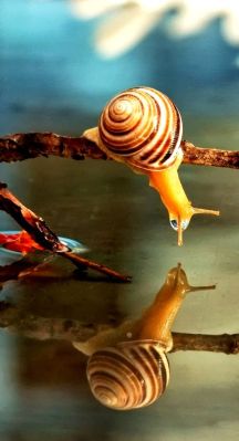 escargot regardant son reflet