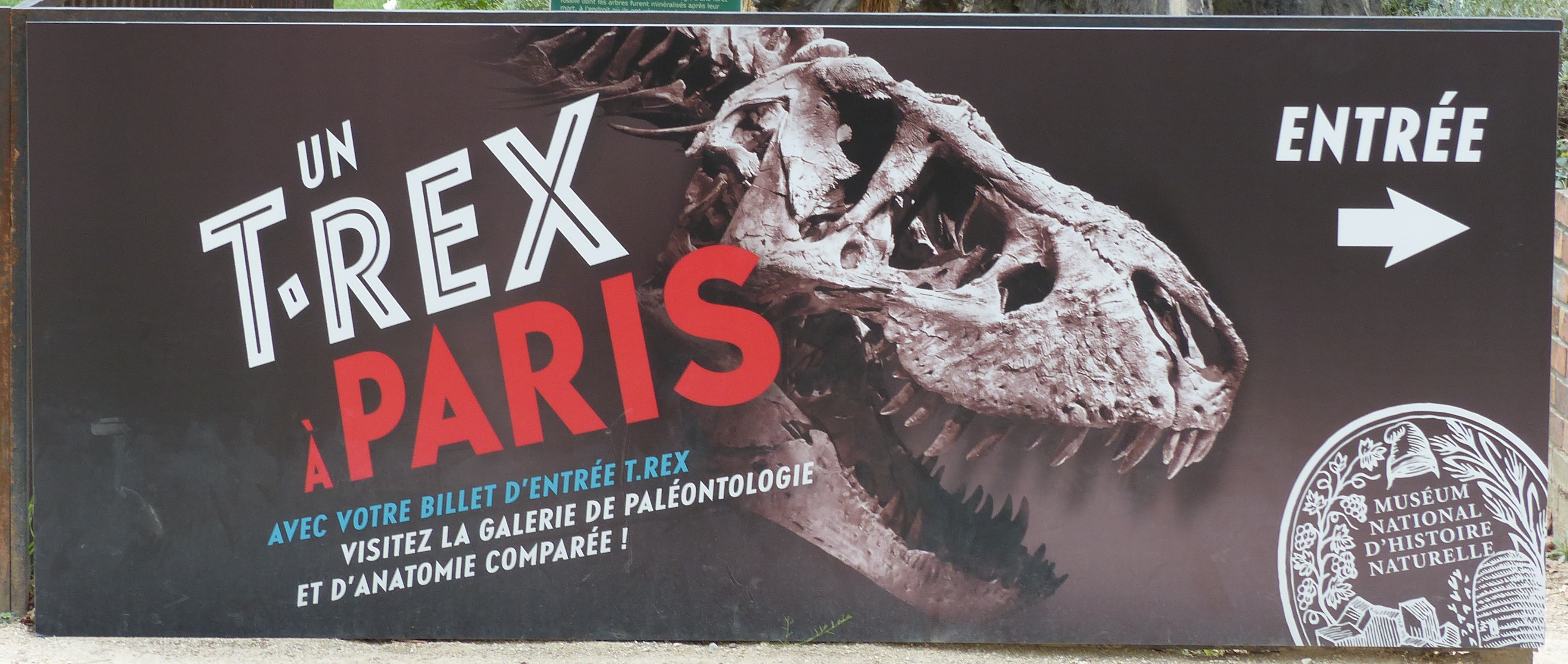 Un T. Rex à Paris - Museum Histoire Naturelle