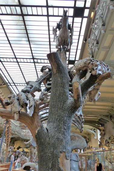 Galerie de paléontologie et d'anatomie comparée