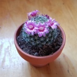 cactus en fleurs